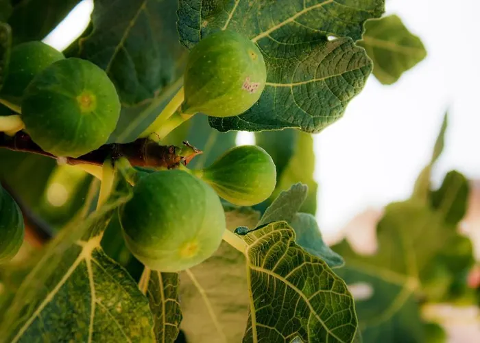 Ruberto * Сан-Джованни-Ротондо