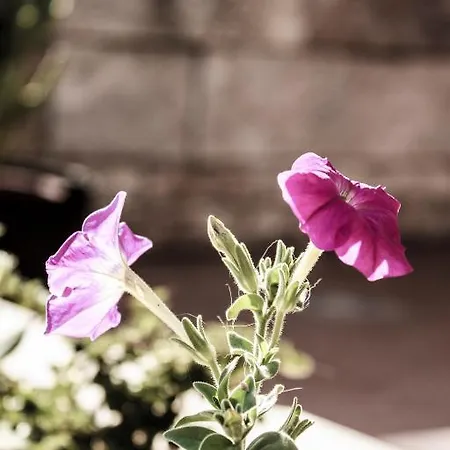 فندق مبيت وإفطار Ruberto سان جيوفاني روتوندو