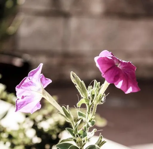 ベッド・アンド・ブレックファスト Ruberto サン・ジョバンニ・ロトンド