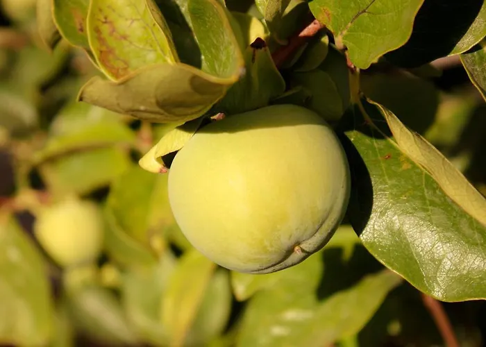 ベッド・アンド・ブレックファスト Ruberto *